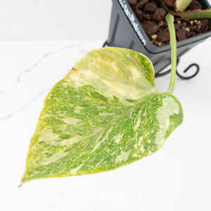 Monstera Deliciosa Thai Constellation 'Platinum' (wk32-L181)