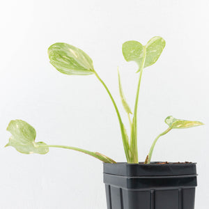 Monstera Deliciosa Thai Constellation 'Platinum' (wk32-L181)