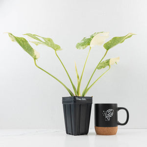 Monstera Deliciosa Thai Constellation 'Platinum' (wk34-L54)