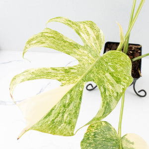 Monstera Deliciosa Thai Constellation 'Platinum' (wk34-L54)
