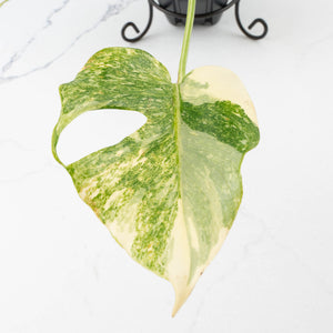 Monstera Deliciosa Thai Constellation 'Platinum' (wk34-L54)