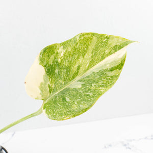 Monstera Deliciosa Thai Constellation 'Platinum' (wk34-L54)