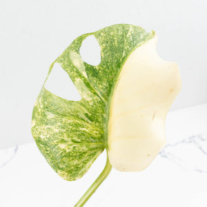 Monstera Deliciosa Thai Constellation 'Platinum' (wk34-L54)