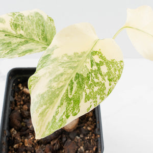 Monstera Deliciosa Thai Constellation 'Platinum' - From Node Cutting (wk36-L109)