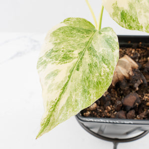 Monstera Deliciosa Thai Constellation 'Platinum' - From Node Cutting (wk36-L109)