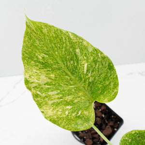 Monstera Deliciosa Thai Constellation 'Platinum' (wk39-L181)