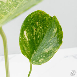 Monstera Deliciosa Thai Constellation 'Platinum' (wk39-L181)
