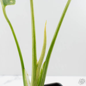 Monstera Deliciosa Thai Constellation 'Platinum' (wk39-L181)