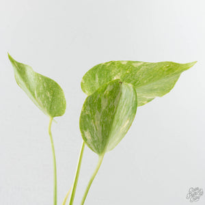 Monstera Deliciosa Thai Constellation 'Platinum' (wk39-L181)