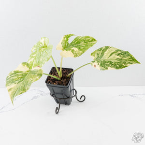 Monstera Deliciosa 'Creme Brûlée' (wk26-D)