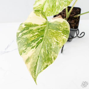 Monstera Deliciosa 'Creme Brûlée' (wk26-D)