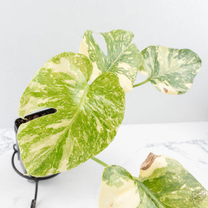 Monstera Deliciosa 'Creme Brûlée' (wk26-D)