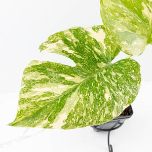 Monstera Deliciosa 'Creme Brûlée' (wk34-L38)