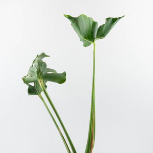Monstera Deliciosa 'Unniiae' (wk35-U117)