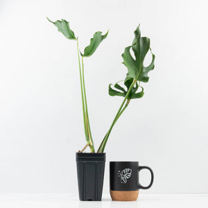 Monstera Deliciosa 'Unniiae' (wk35-U117)