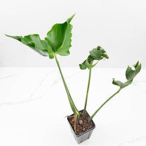 Monstera Deliciosa 'Unniiae' (wk35-U117)