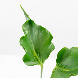 Monstera Deliciosa 'Unniiae' (wk35-U117)