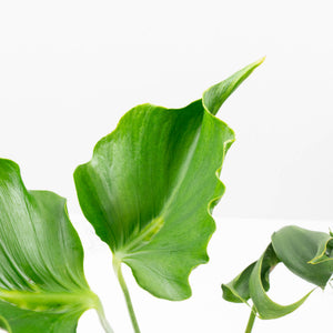 Monstera Deliciosa 'Unniiae' (wk35-U117)
