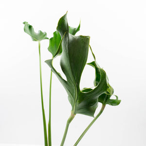 Monstera Deliciosa 'Unniiae' (wk35-U117)