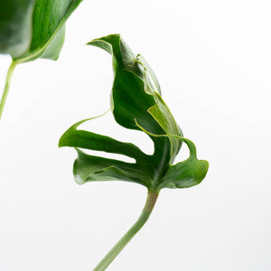 Monstera Deliciosa 'Unniiae' (wk35-U117)