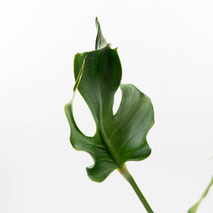 Monstera Deliciosa 'Unniiae' (wk35-U117)