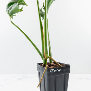 Monstera Deliciosa 'Unniiae' (wk35-U117)