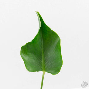 Monstera Deliciosa 'Unniiae' (wk40-U6)