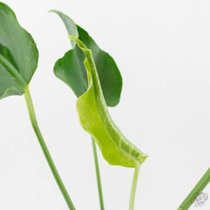 Monstera Deliciosa 'Unniiae' (wk40-U6)
