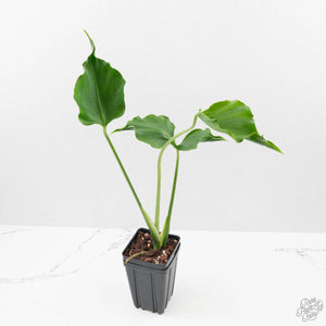 Monstera Deliciosa 'Unniiae' (wk40-U7)