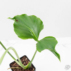 Monstera Deliciosa 'Unniiae' (wk40-U7)