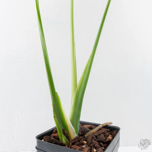 Monstera Deliciosa 'Unniiae' (wk40-U7)