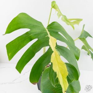 Monstera