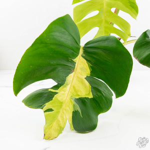 Monstera Deliciosa 'White Lava' (wk18-UT)