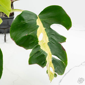 Monstera Deliciosa 'White Lava' (wk18-UT)