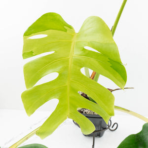 Monstera Deliciosa 'White Lava' (wk18-UT)