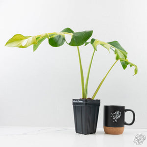 Monstera Deliciosa 'White Lava' (wk26-UB)