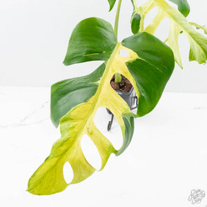 Monstera Deliciosa 'White Lava' (wk26-UB)