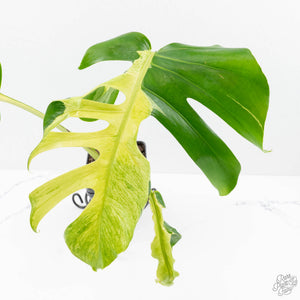 Monstera Deliciosa 'White Lava' (wk26-UB)