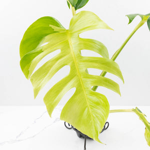Monstera Deliciosa 'White Lava' (wk34-U33)