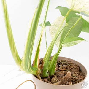 Monstera Deliciosa 'White Monster' (wk27-E)