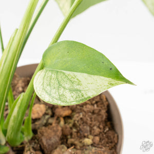 Monstera Deliciosa 'White Monster' (wk27-E)