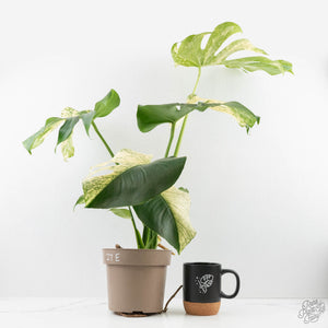 Monstera Deliciosa 'White Monster' (wk27-E)