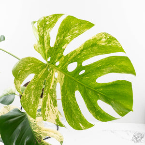 Monstera Deliciosa 'White Monster' (wk27-E)