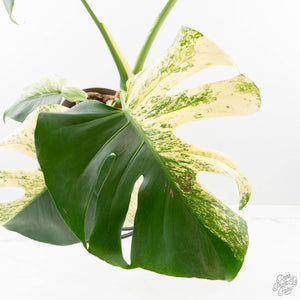 Monstera Deliciosa 'White Monster' (wk27-E)