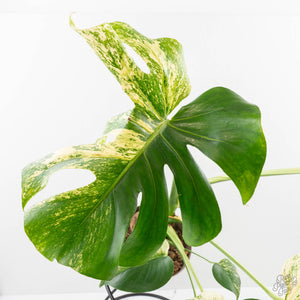 Monstera Deliciosa 'White Monster' (wk27-E)