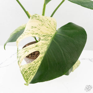 Monstera Deliciosa 'White Monster' (wk27-E)
