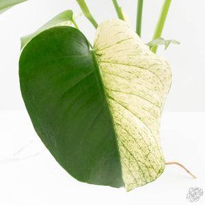 Monstera Deliciosa 'White Monster' (wk27-E)