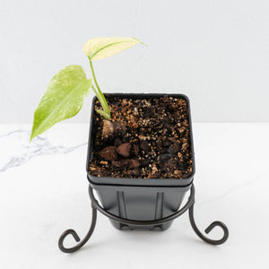 Monstera Deliciosa 'White Monster' by Kunzo (wk30-U)