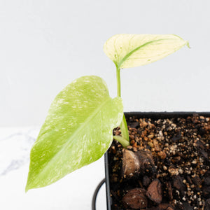 Monstera Deliciosa 'White Monster' by Kunzo (wk30-U)