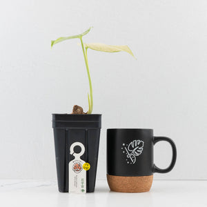 Monstera Deliciosa 'White Monster' by Kunzo (U41)